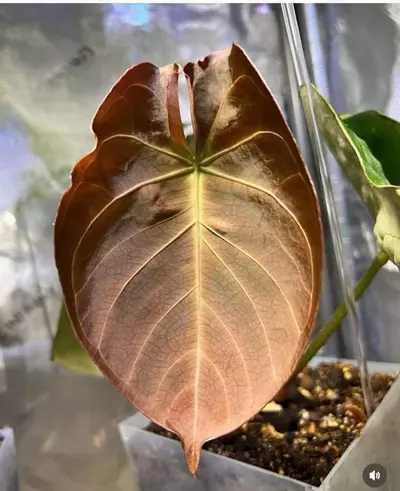 plant/Skg indo dress x pink lemonade-3-thumbnail