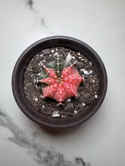 plant/Gymno x lB Pink dimond hybrid-0-thumbnail