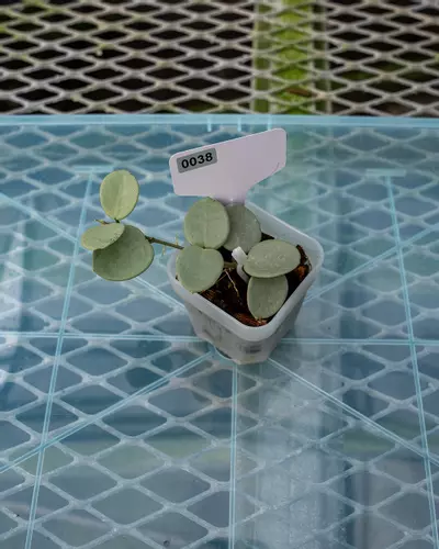 plant/#38 Hoya Grey Fairy-0-thumbnail