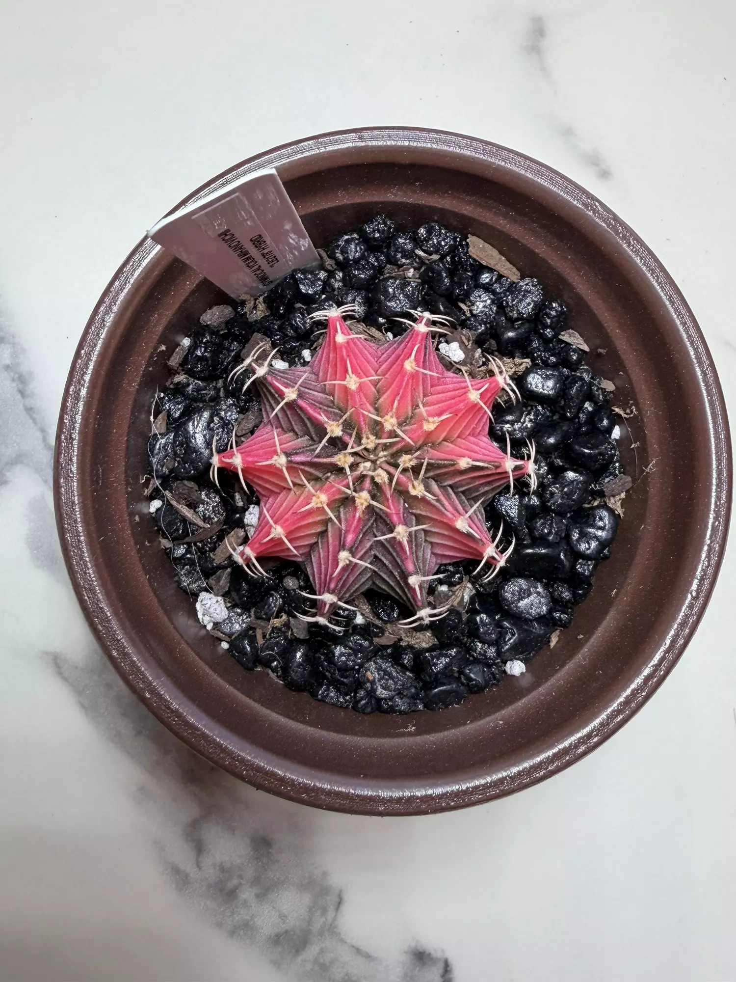 plant/Gymno x LB 2178 seed grown hybrid-0