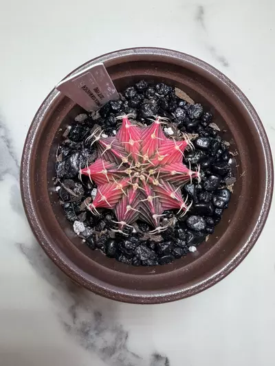 plant/Gymno x LB 2178 seed grown hybrid-0-thumbnail