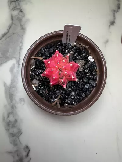 plant/Gymno x Pink Nova hybrid-3-thumbnail