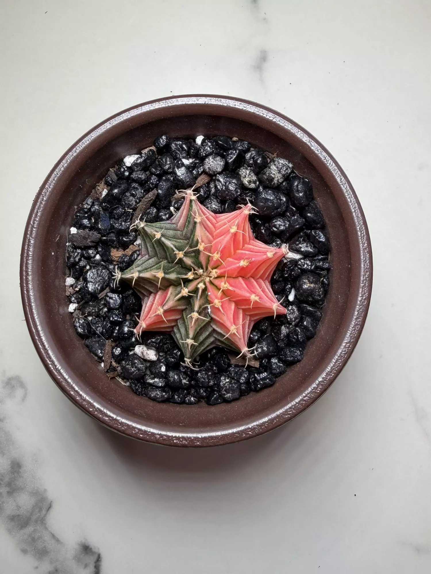 plant/Gymno x Pink dimond hybrid-0