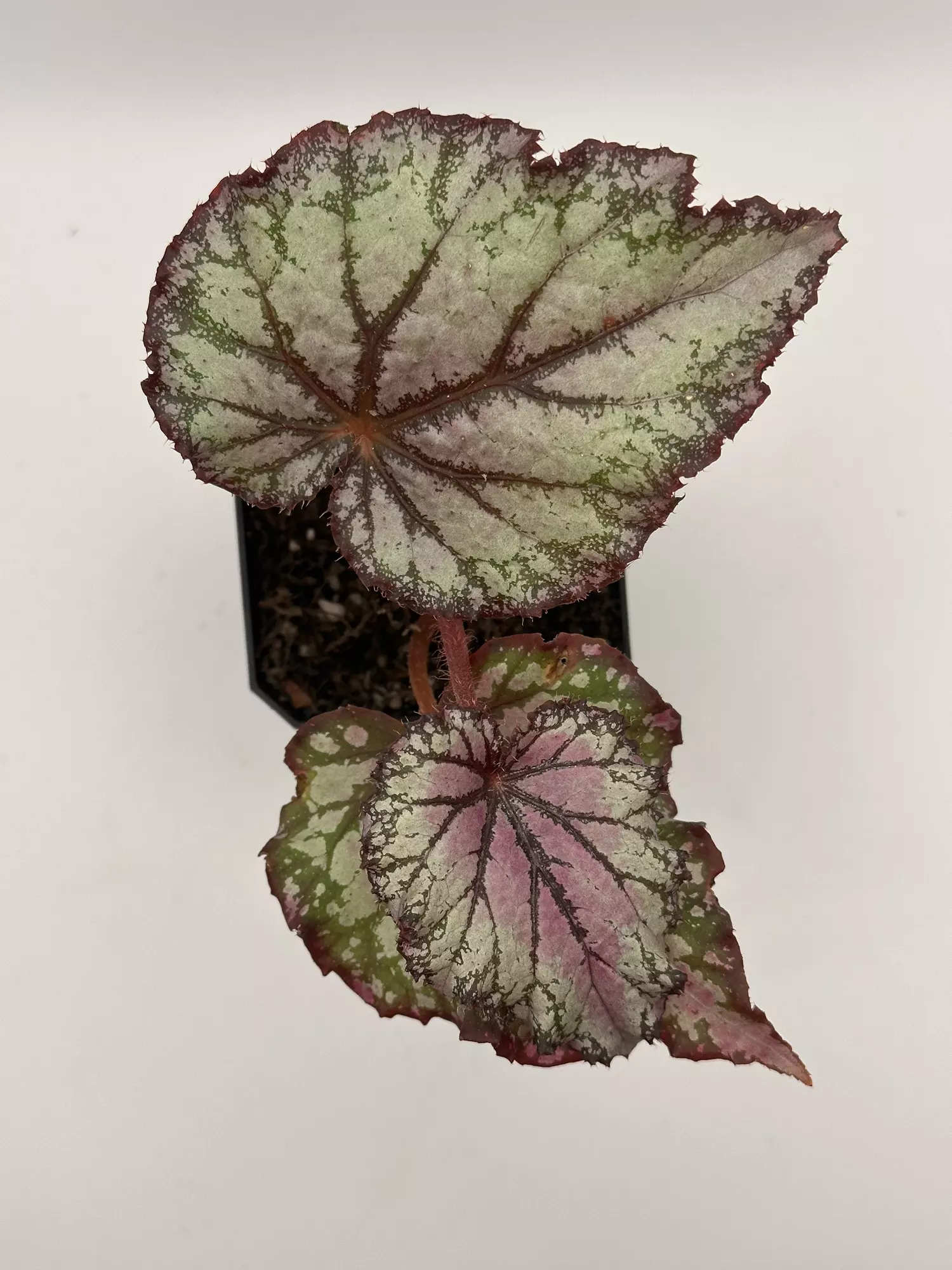 plant/Begonia Prismatic Blush-0
