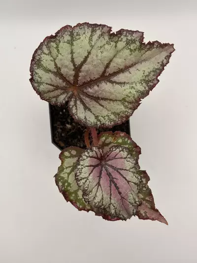 plant/Begonia Prismatic Blush-0-thumbnail