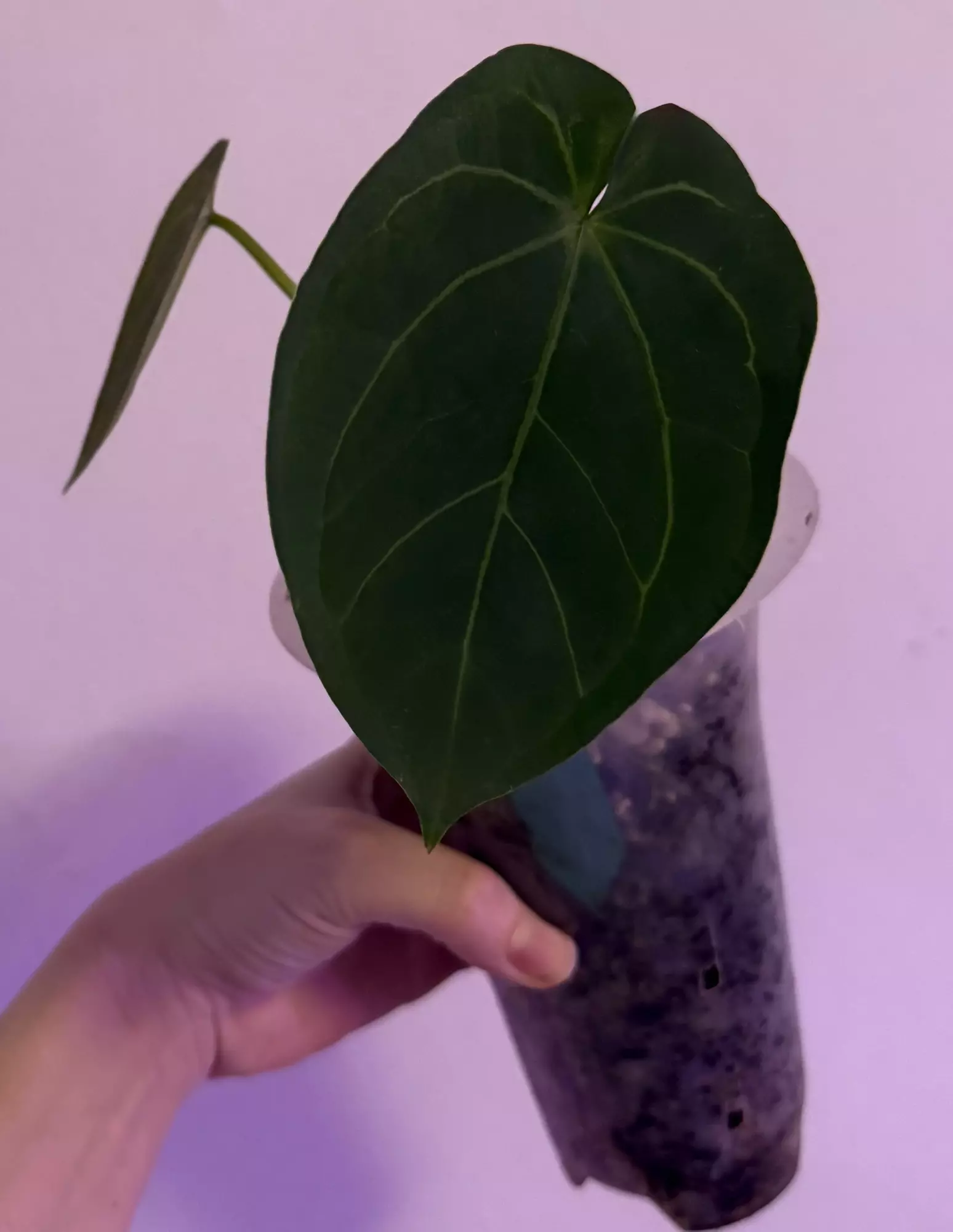 plant/Pure Skg Dress OFFSET-1