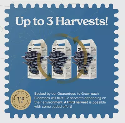 plant/Blue Oyster mushroom grow kit-2-thumbnail