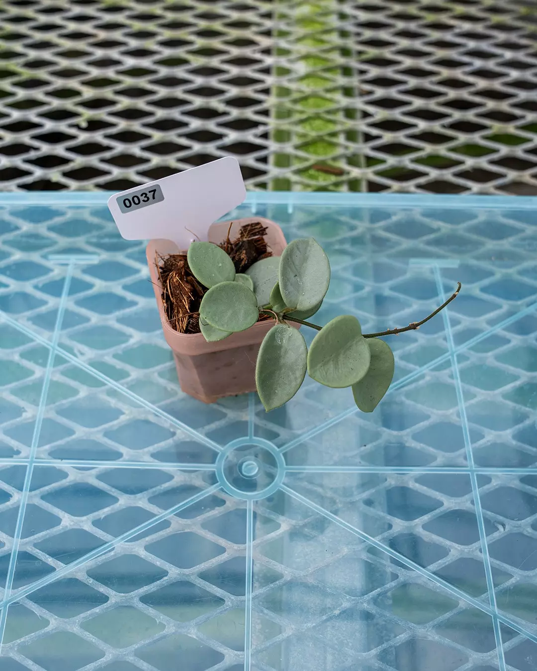 plant/#37 Hoya Grey Fairy-0