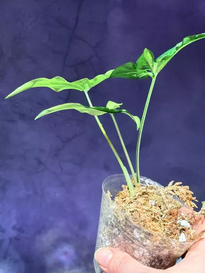 plant/Syngonium tricolor anguststum-2-thumbnail