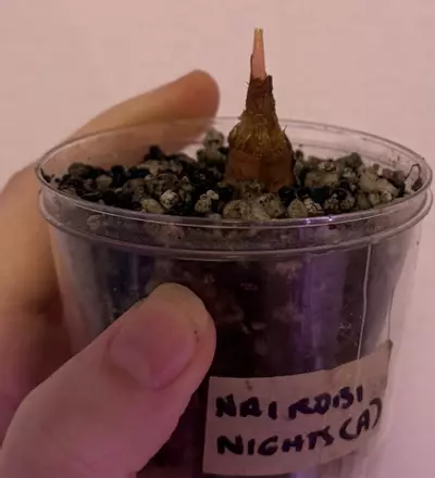 plant/Alocasia Albo pink Nairobi Nights-0-thumbnail