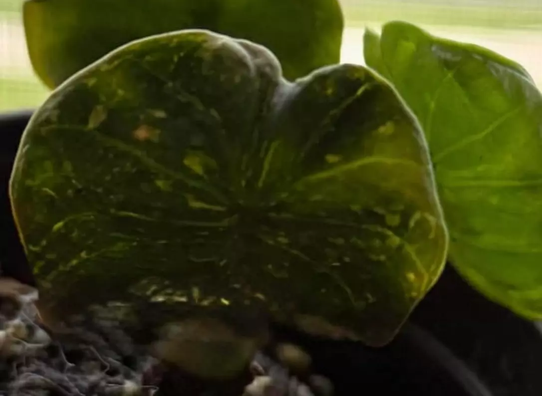 plant/Albo / Gog alocasia chai-0