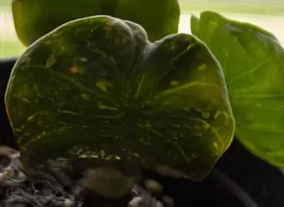 plant/Albo / Gog alocasia chai-0-thumbnail