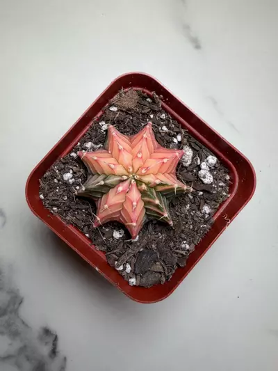 plant/Gymno x Pink dimond hybrid-0-thumbnail