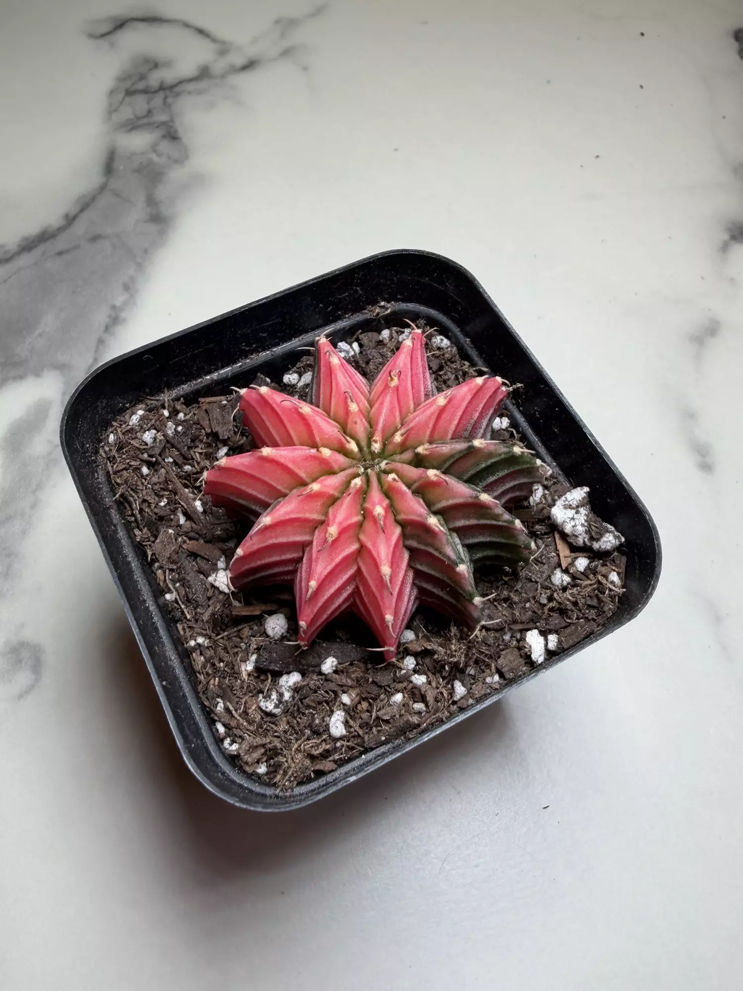 plant/Gymno x Pink dimond hybrid-1