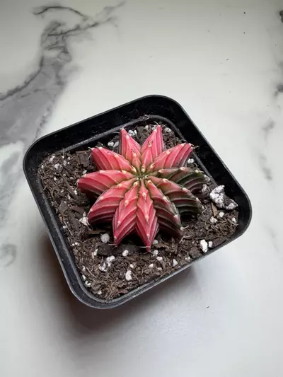 plant/Gymno x Pink dimond hybrid-1-thumbnail
