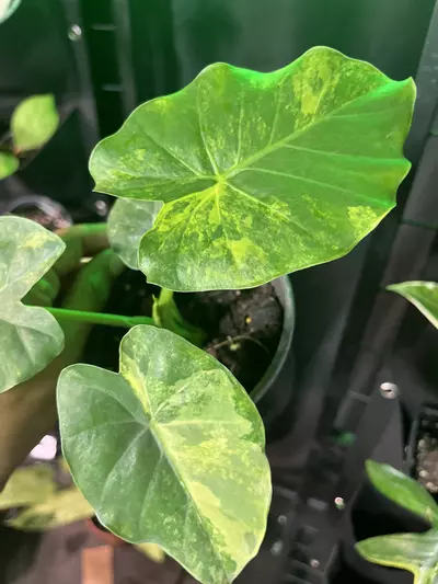 plant/Alocasia Gageana Aurea-0-thumbnail