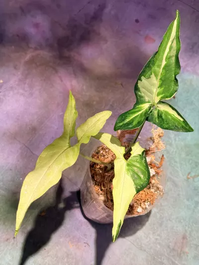 plant/Syngonium tricolor anguststum-0-thumbnail