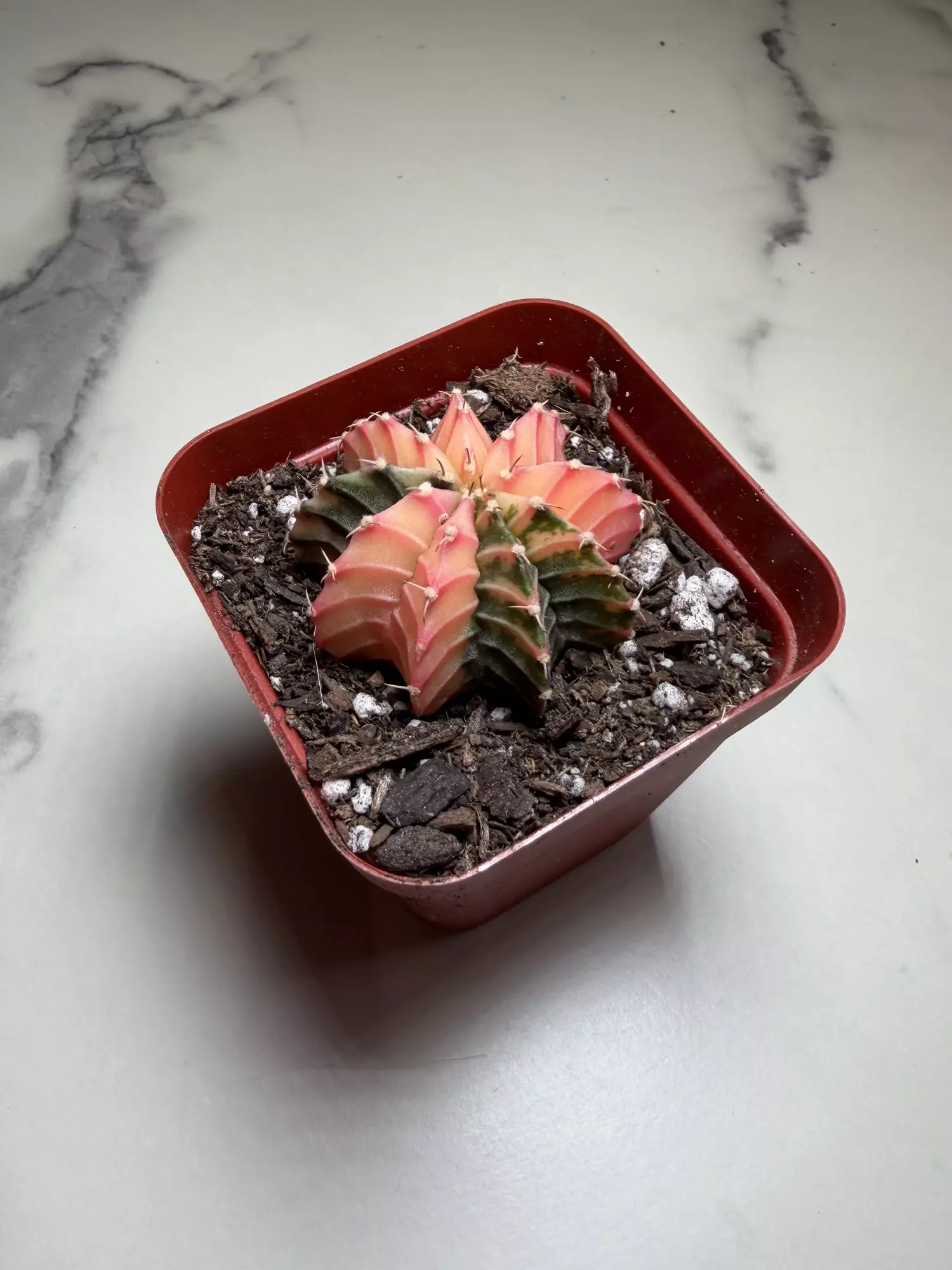 plant/Gymno x Pink dimond hybrid-1