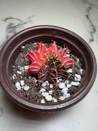 plant/Gymno x Pink Nova hybrid-1-thumbnail