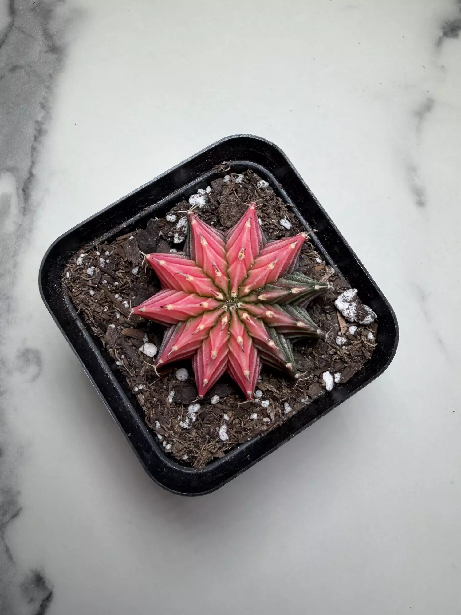 plant/Gymno x Pink dimond hybrid-2