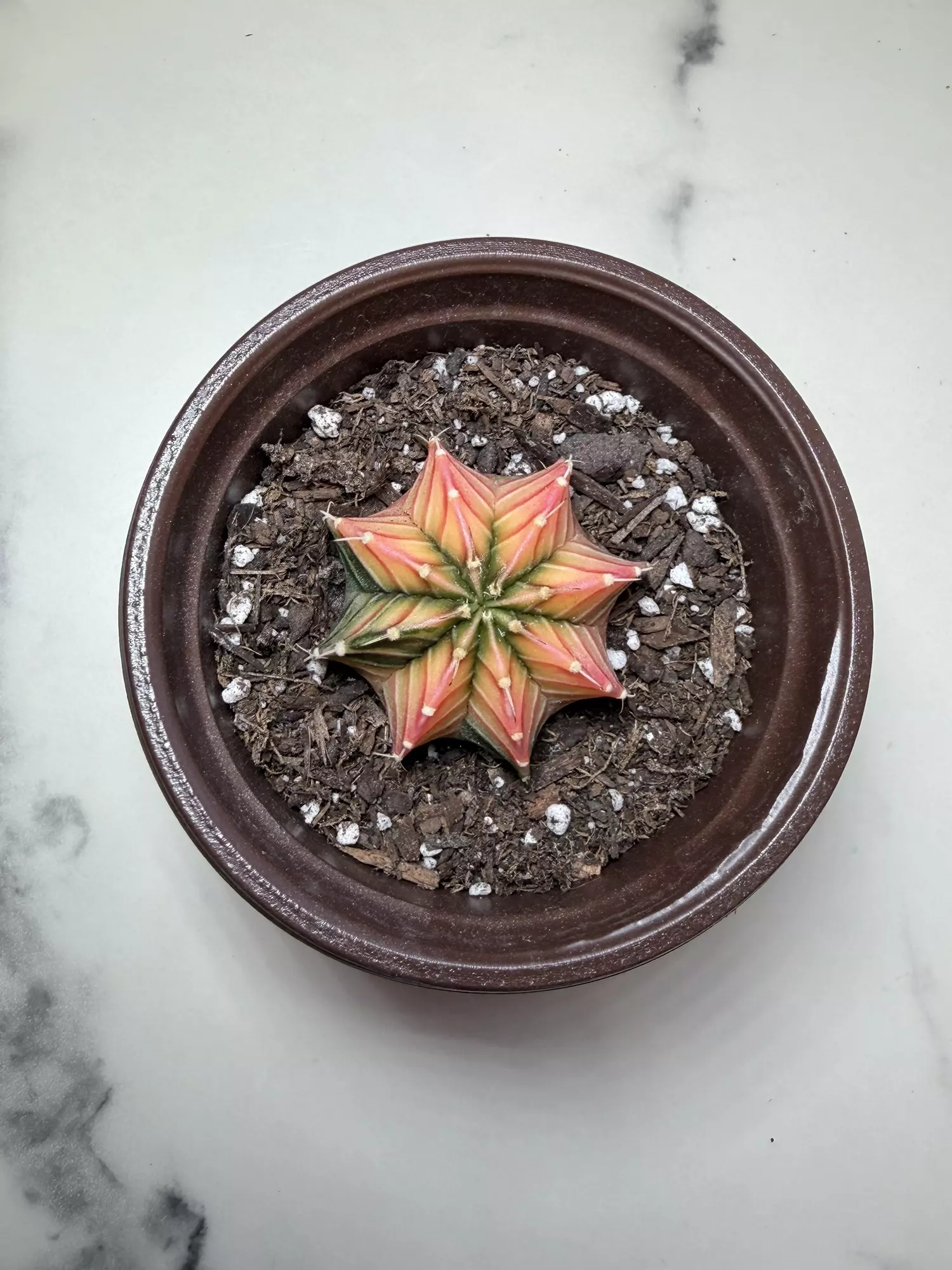 plant/Gymno x LB Pink dimond hybrid-0