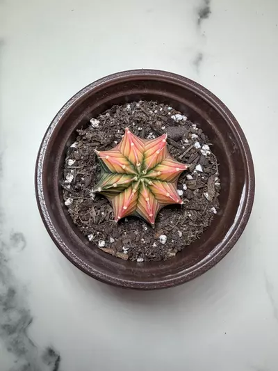 plant/Gymno x LB Pink dimond hybrid-0-thumbnail