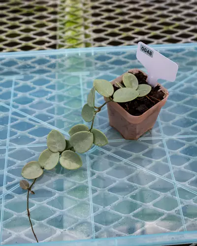 plant/#48 Hoya Grey Fairy-0-thumbnail