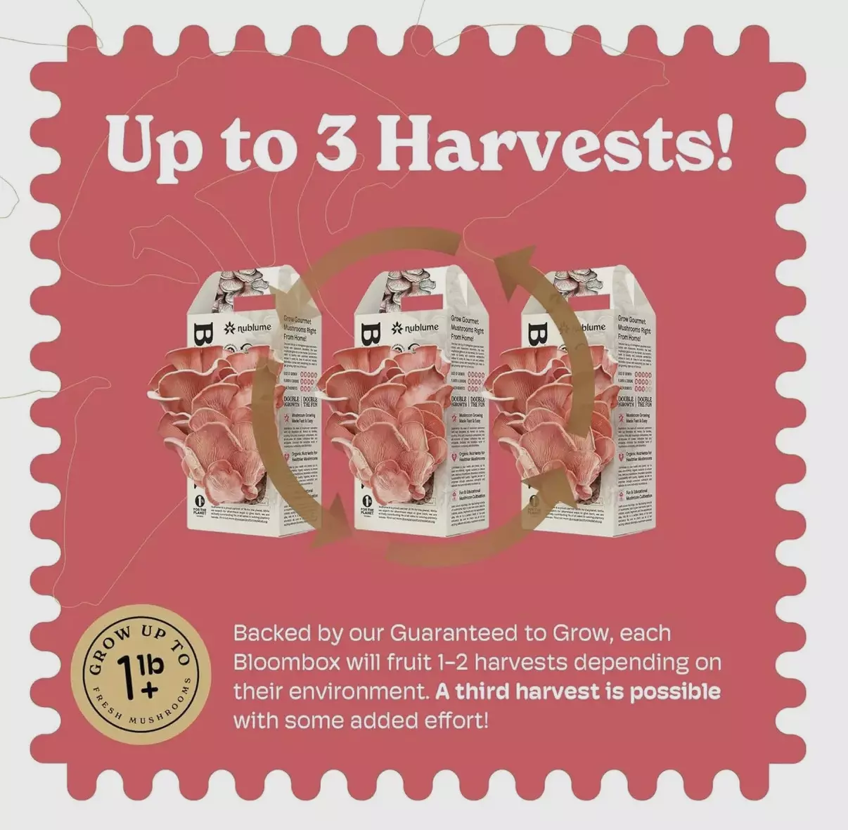 plant/Pink Oyster mushroom grow kit-1