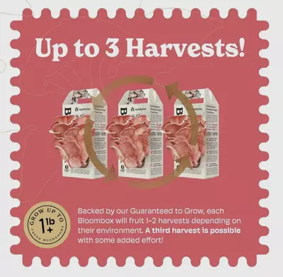 plant/Pink Oyster mushroom grow kit-1-thumbnail