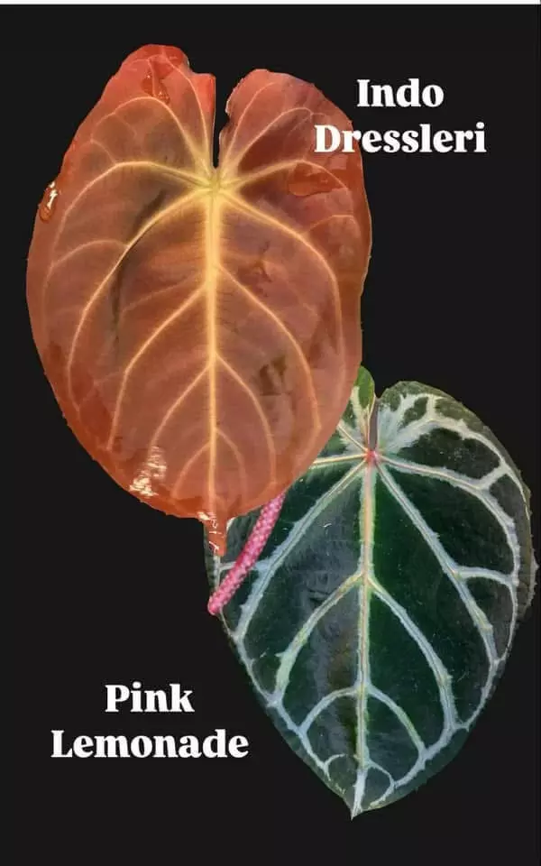 plant/Skg indo dress x pink lemonade-1