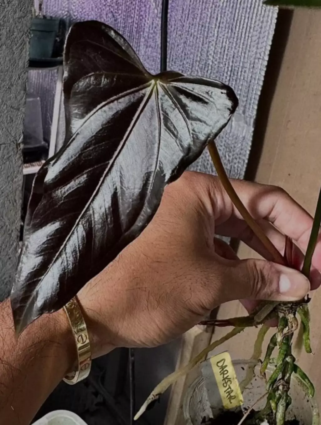 plant/Anthurium Darkstar-1