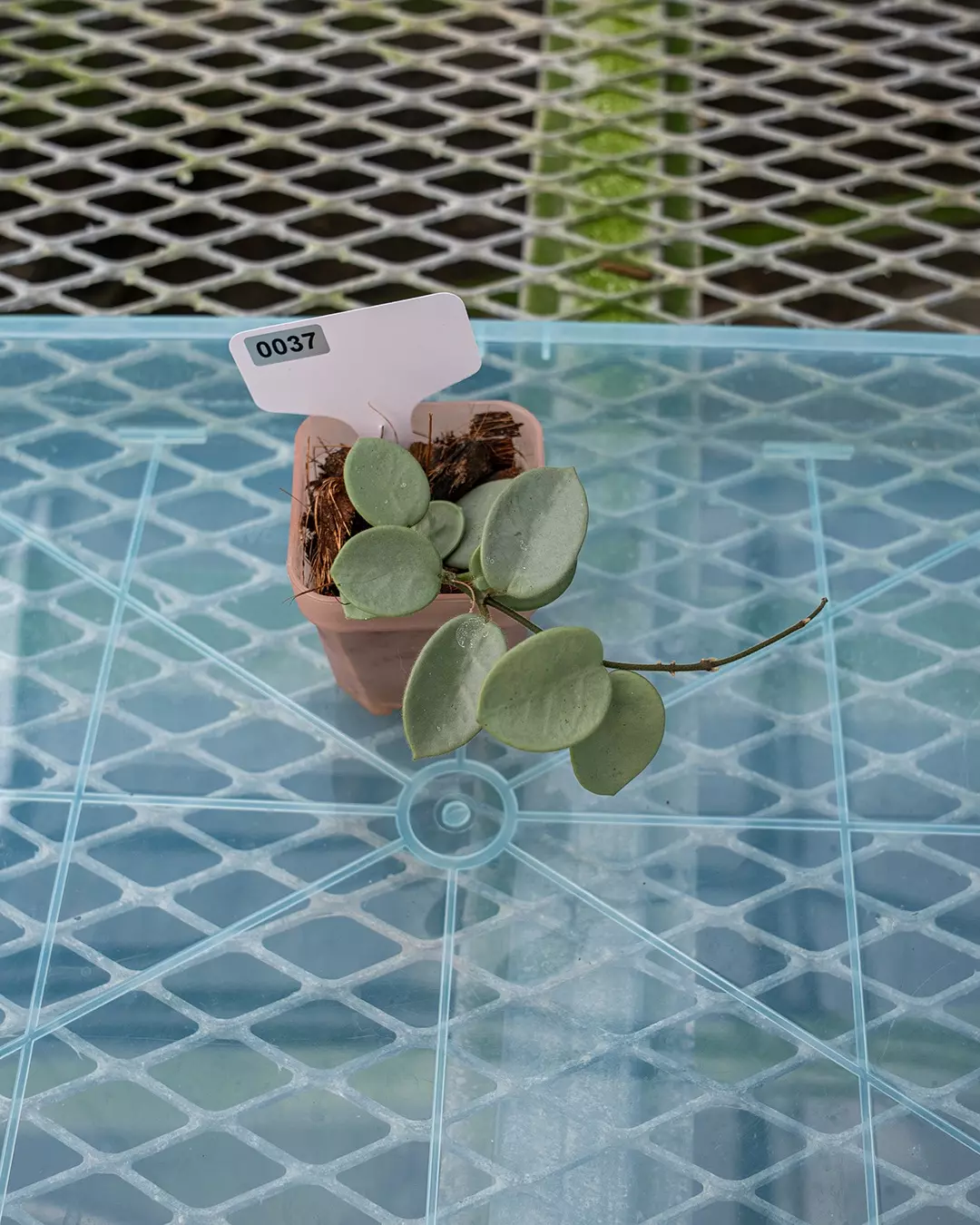 plant/#37 Hoya Grey Fairy-1