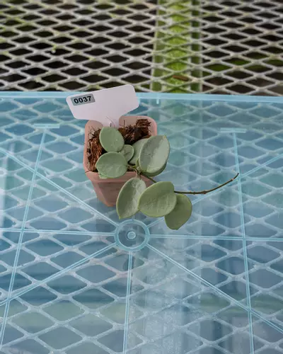 plant/#37 Hoya Grey Fairy-1-thumbnail