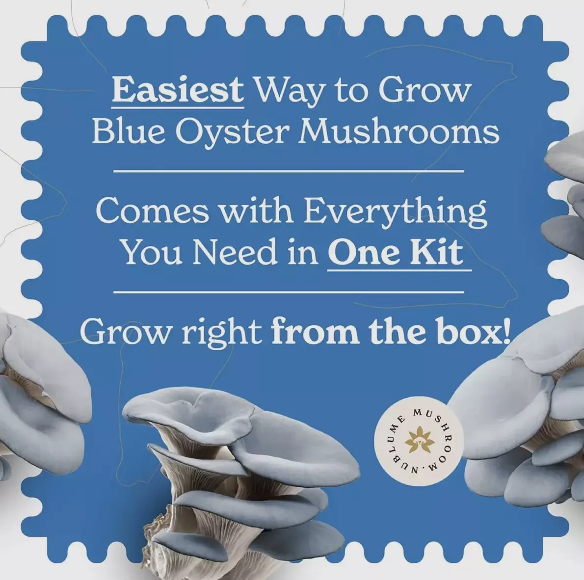plant/Blue Oyster mushroom grow kit-1