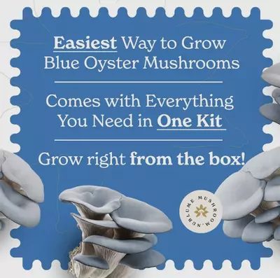 plant/Blue Oyster mushroom grow kit-1-thumbnail