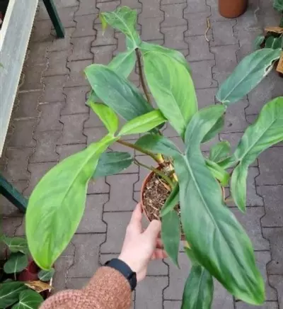 plant/Philo Joepii TC-0-thumbnail