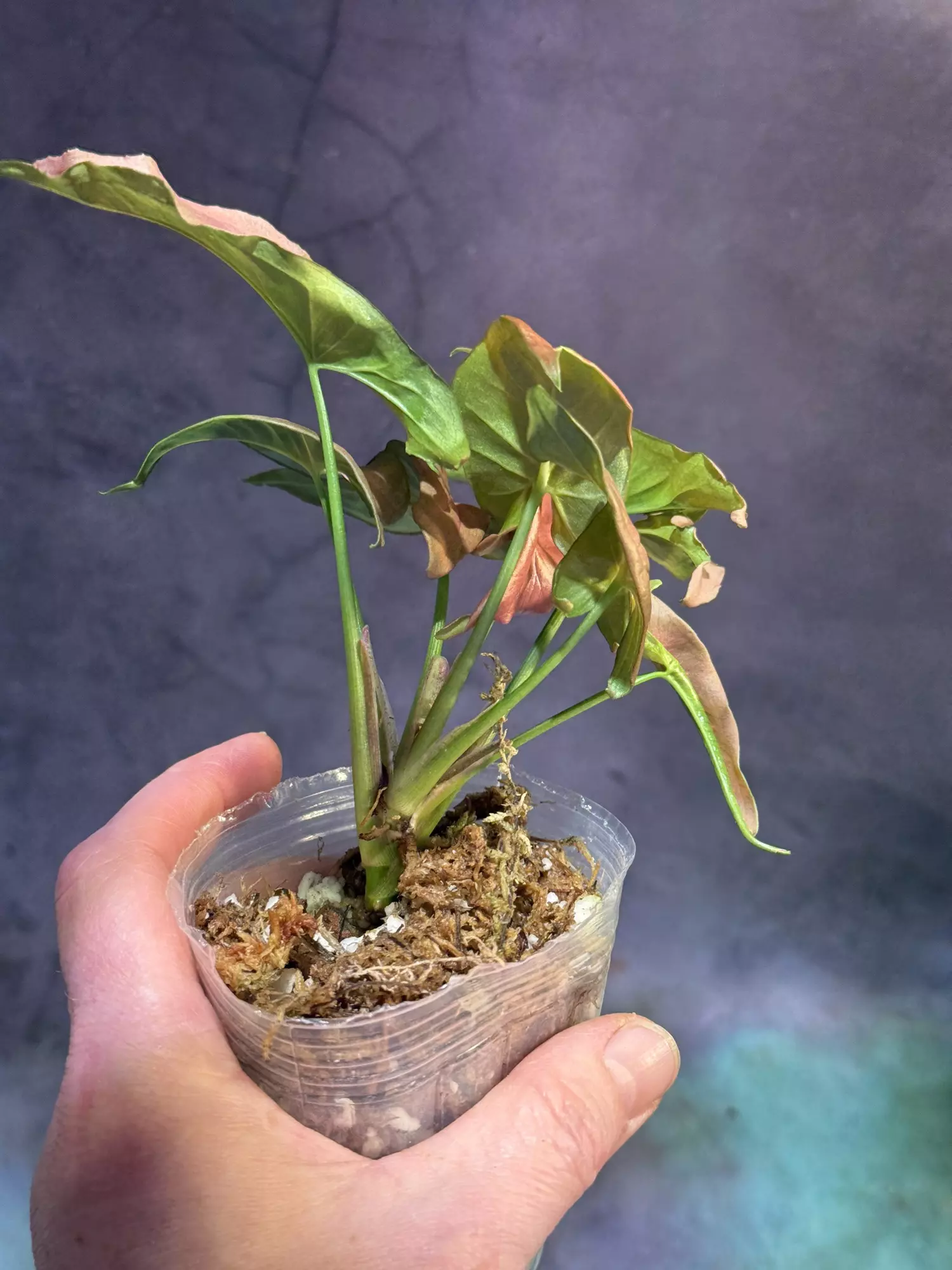 plant/Rare syngonium pink slender-1