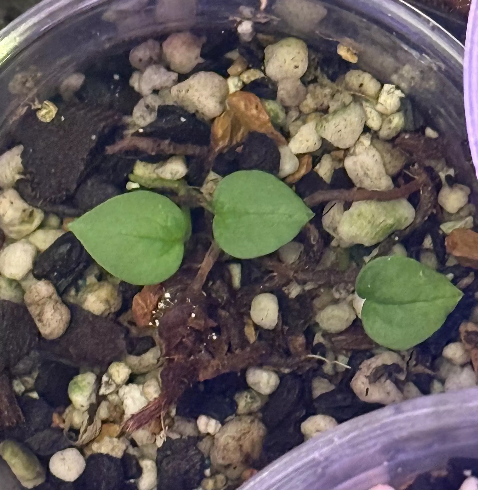 plant/Anthurium Darkstar-0