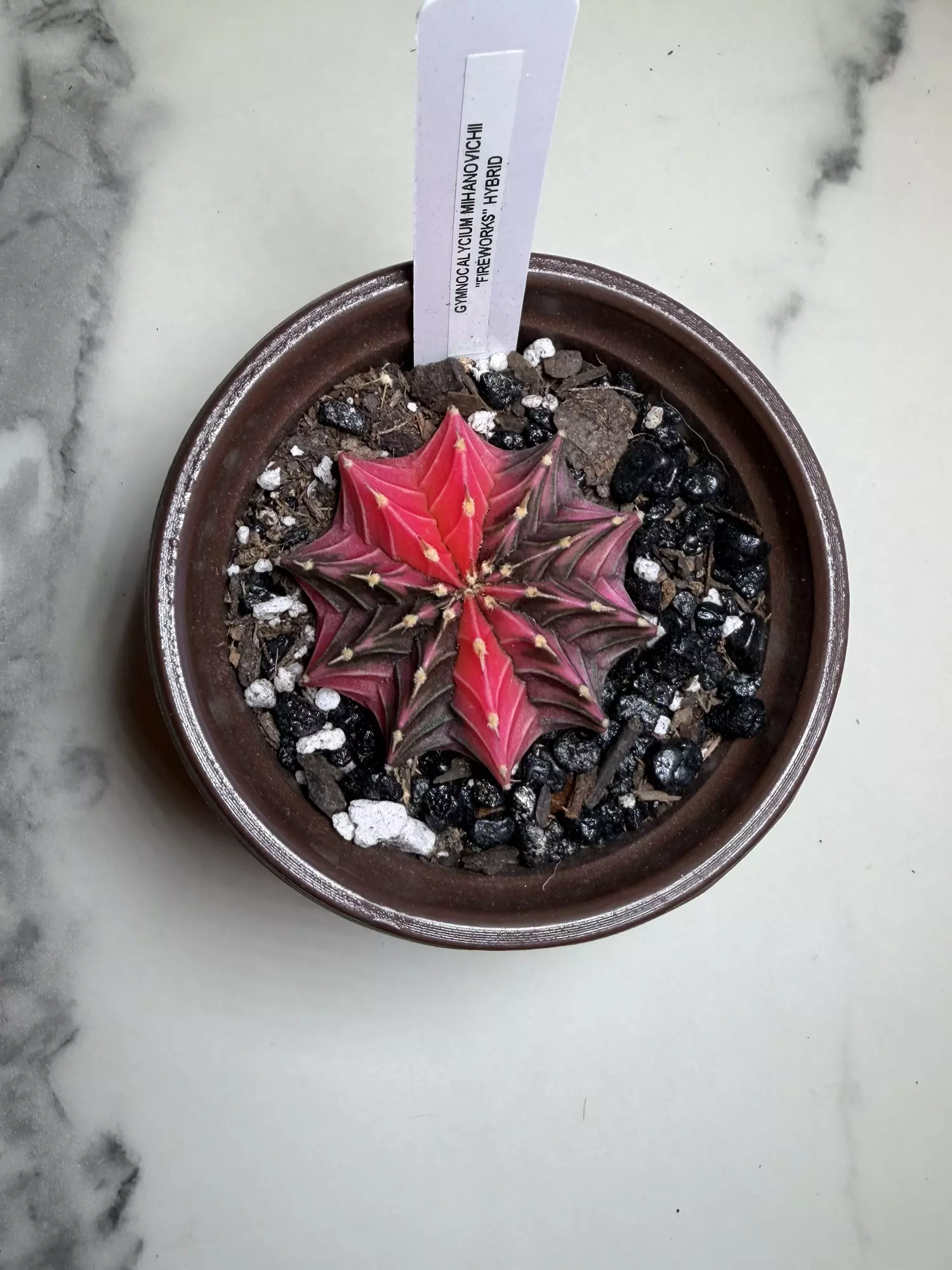 plant/Gymno x fireworks seed grown,  hybrid-0