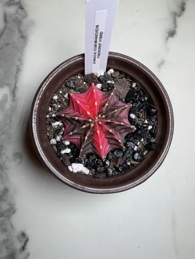 plant/Gymno x fireworks seed grown,  hybrid-0-thumbnail