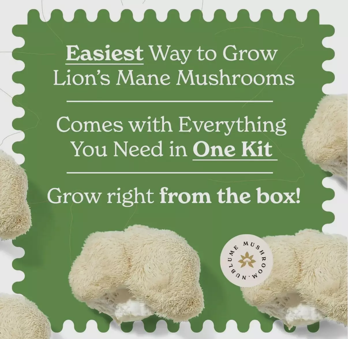 plant/Lions Mane mushroom grow kit-3
