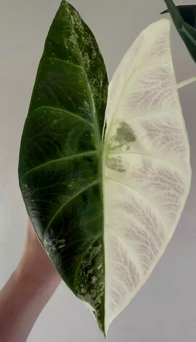 plant/Alocasia Albo pink Nairobi Nights-1-thumbnail