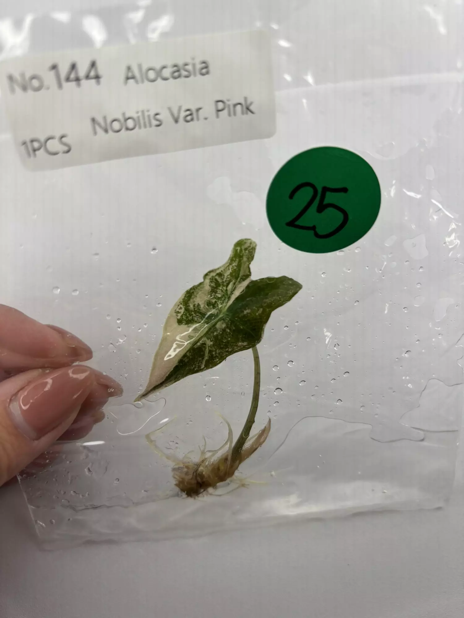 plant/G25 pink Nobilis -0
