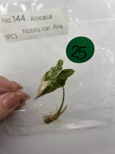 plant/G25 pink Nobilis -0-thumbnail
