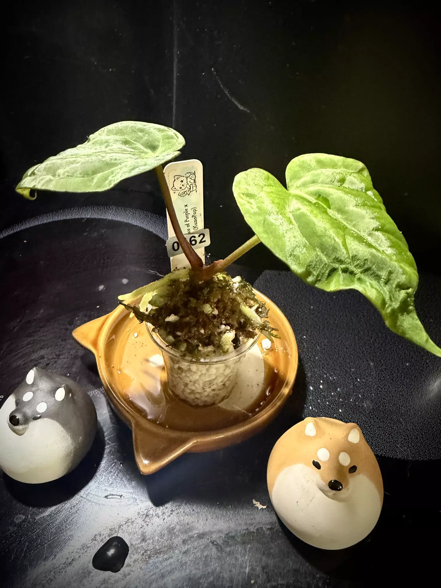 plant/Ace of Purple x KunaPap 0362 B-0