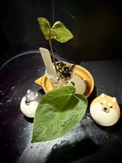 plant/Ace of Purple x KunaPap 0461 B-2-thumbnail