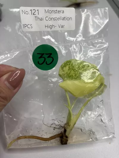 plant/G33 Thai con high var -0-thumbnail