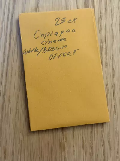 plant/Copiapoa cinerea white skin / brown spines “offset” 25 seeds-0-thumbnail