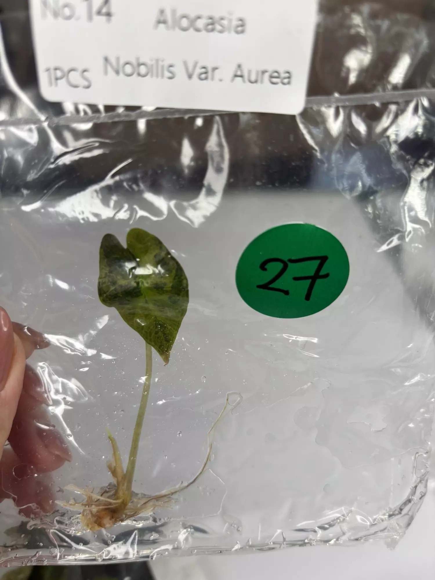 plant/G27 Nobilis Aurea-0