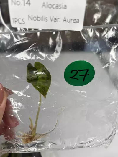 plant/G27 Nobilis Aurea-0-thumbnail